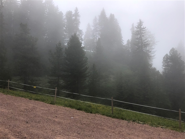 Pini sul pendio della montagna immersi ed evanescenti per la nebbia.